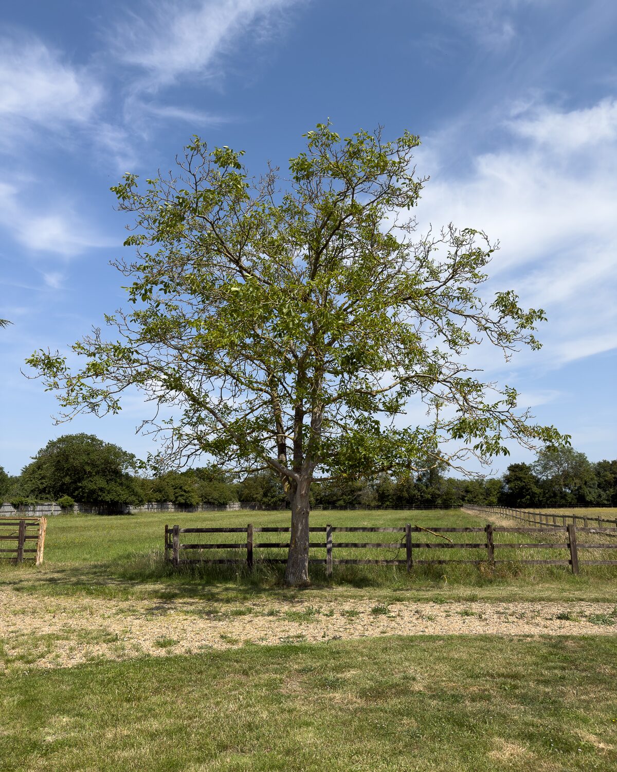 The old walnut tree in the Greenfields paddock