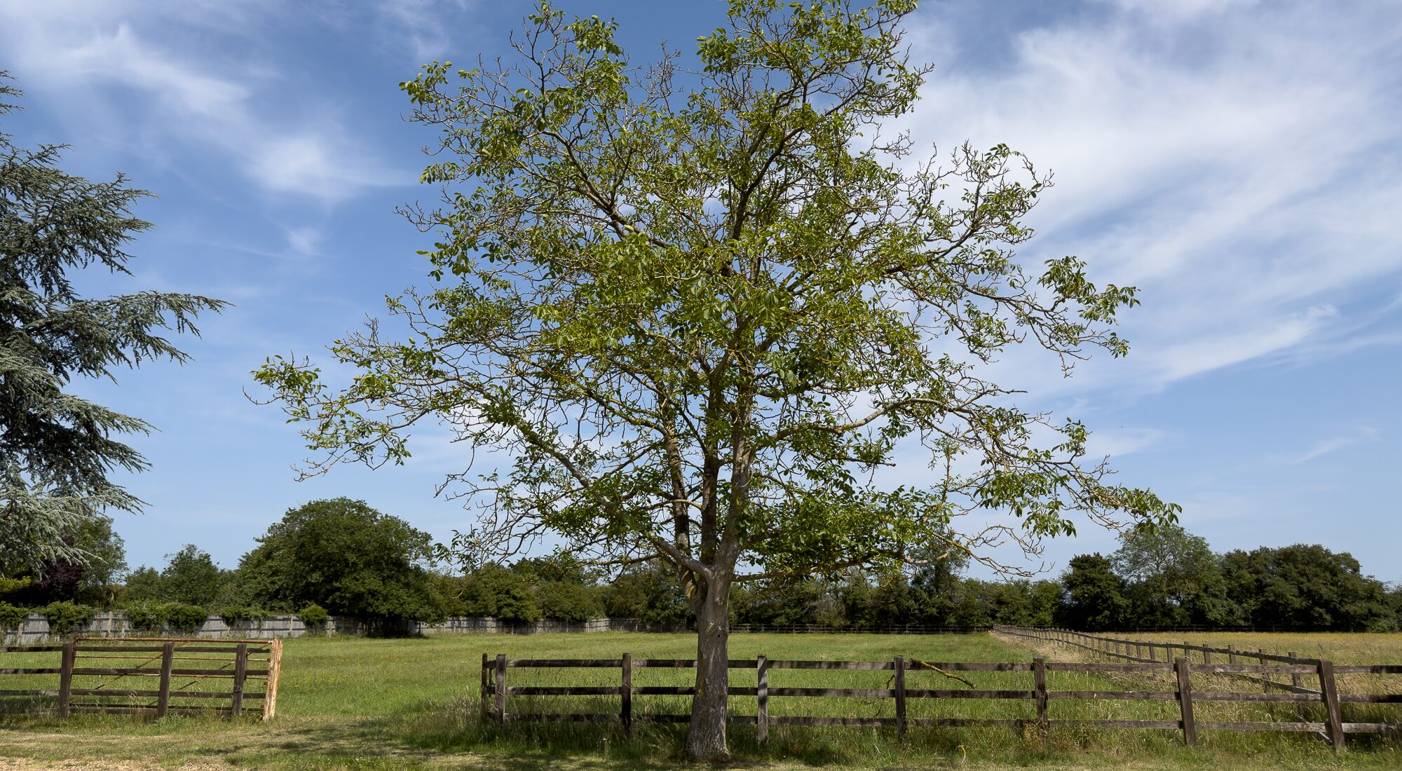 The old walnut tree